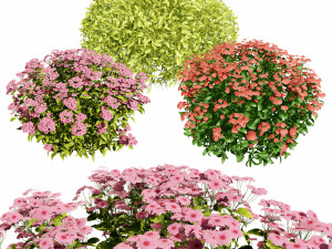 Creeping phlox flowers with free 3D मॉडल