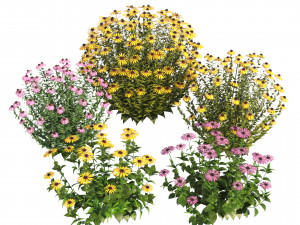 Purple and Deams Coneflowers 3D Model