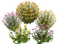 Purple and Deams Coneflowers Model 3D