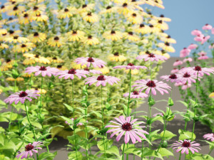 Purple and Deams Coneflowers Modelo 3D