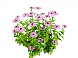 Purple and Deams Coneflowers Modelo 3D