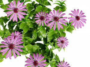 Purple and Deams Coneflowers Modelo 3D