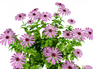 Purple and Deams Coneflowers 3D Model