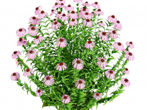 Purple and Deams Coneflowers Modelo 3D