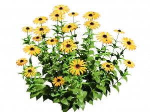 Purple and Deams Coneflowers Modelo 3D