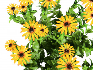 Purple and Deams Coneflowers Modelo 3D