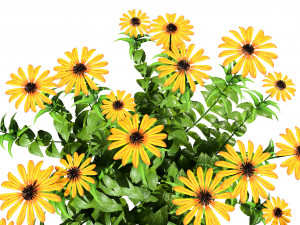 Purple and Deams Coneflowers Modelo 3D