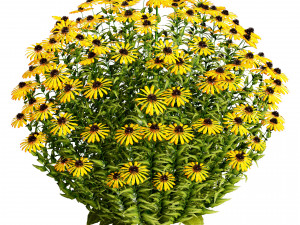 Purple and Deams Coneflowers Modelo 3D