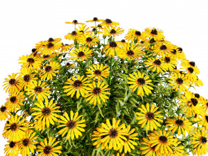 Purple and Deams Coneflowers Modelo 3D