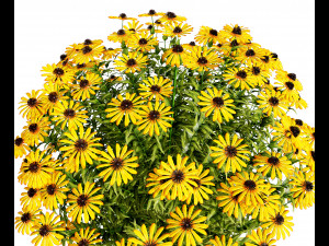 Purple and Deams Coneflowers Modelo 3D