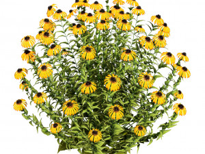 Purple and Deams Coneflowers Modelo 3D