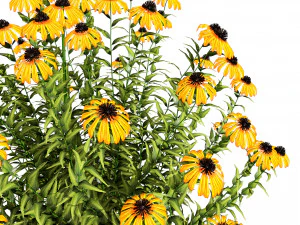 Purple and Deams Coneflowers 3D Model