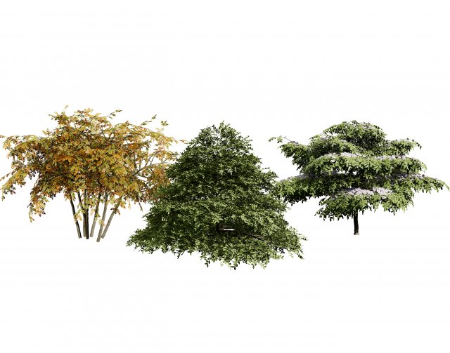 3 season Green Osier Shrub Modelo 3D .c4d .max .obj .3ds .fbx .stl .blend 