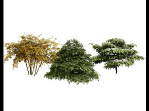 3 season Green Osier Shrub 3D Модель