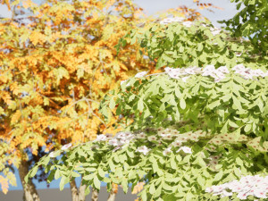 3 season Green Osier Shrub Modelo 3D