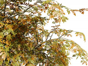 3 season Green Osier Shrub 3D Model