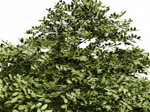 3 season Green Osier Shrub Modelo 3D