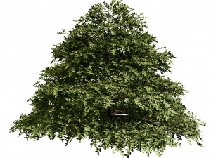 3 season Green Osier Shrub Modelo 3D