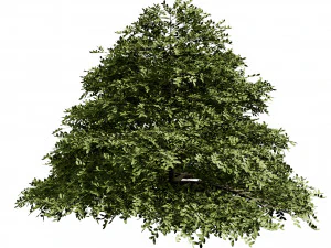 3 season Green Osier Shrub 3D Model