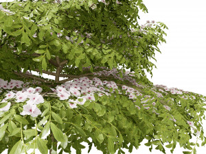 3 season Green Osier Shrub Modelo 3D