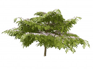 3 season Green Osier Shrub Modelo 3D