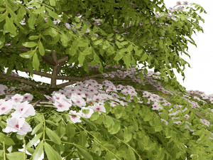 3 season Green Osier Shrub Modelo 3D