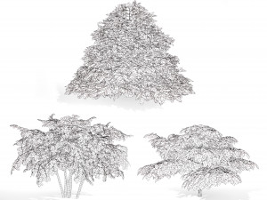 3 season Green Osier Shrub Modelo 3D