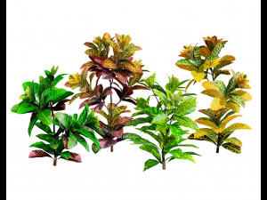 Croton Plant with 4 variation Tutorial 3D Model