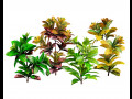 Croton Plant with 4 variation Tutorial 3D 모델