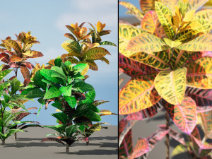 Croton Plant with 4 variation Tutorial 3D Model