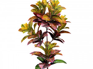 Croton Plant with 4 variation Tutorial 3D Model