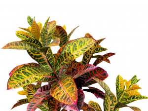 Croton Plant with 4 variation Tutorial 3D Model