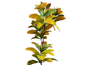 Croton Plant with 4 variation Tutorial 3D Model