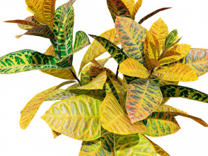 Croton Plant with 4 variation Tutorial 3D Model
