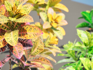 Croton Plant with 4 variation Tutorial 3D Model