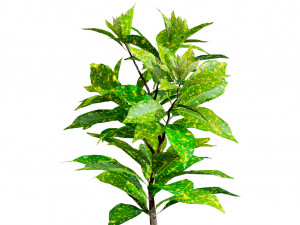 Croton Plant with 4 variation Tutorial 3D Model
