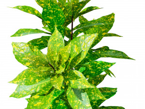 Croton Plant with 4 variation Tutorial 3D Model