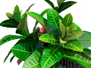 Croton Plant with 4 variation Tutorial 3D Model