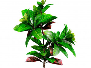 Croton Plant with 4 variation Tutorial 3D Model