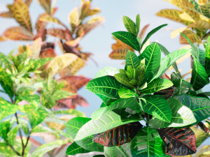 Croton Plant with 4 variation Tutorial 3D Model