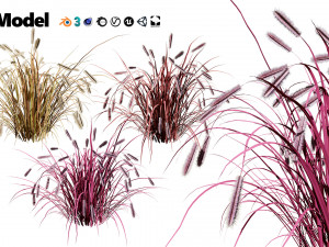 Purple Fountain Grass Modelo 3D