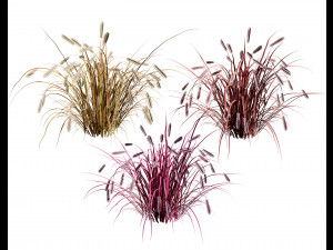 Purple Fountain Grass Modelo 3D