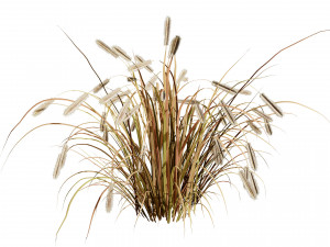 Purple Fountain Grass Modelo 3D