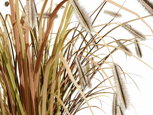 Purple Fountain Grass Modelo 3D