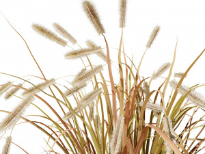 Purple Fountain Grass Modelo 3D