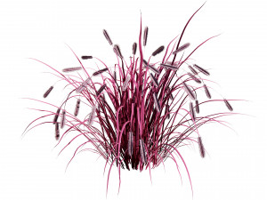 Purple Fountain Grass Modelo 3D