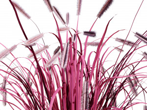 Purple Fountain Grass Modelo 3D