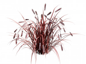 Purple Fountain Grass Modelo 3D