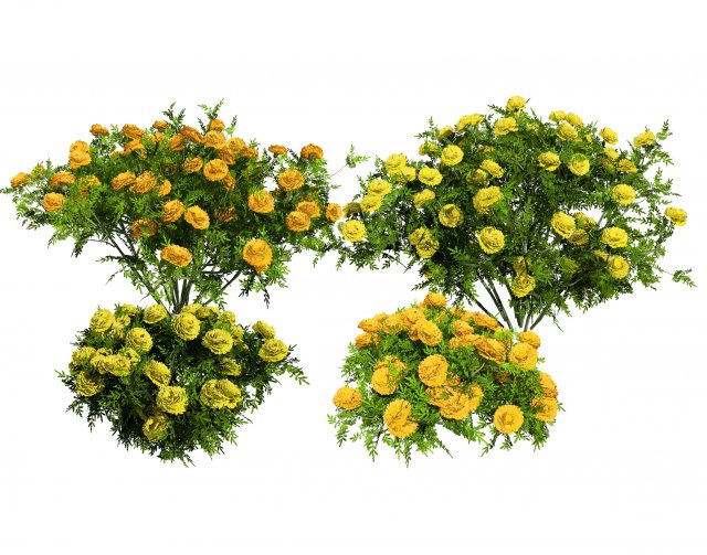 Marigolds Flowers 3D Model .c4d .max .obj .3ds .fbx .stl .blend 