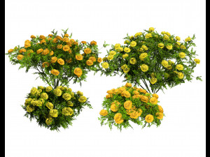 Marigolds Flowers 3D Модель